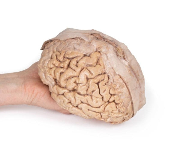 Brain 3D Printed Anatomy Model