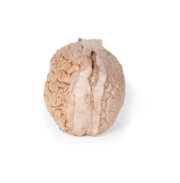 Brain 3D Printed Anatomy Model