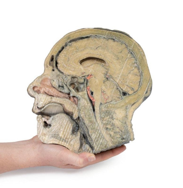 Sagittal Section of Head 3D Printed Anatomy Model