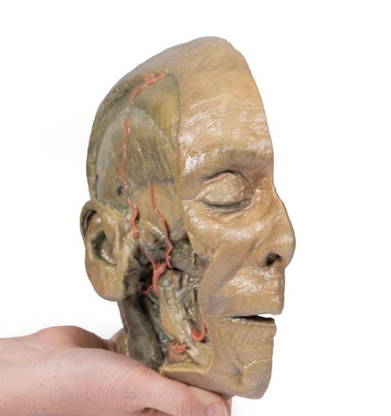 Sagittal Section of Head 3D Printed Anatomy Model