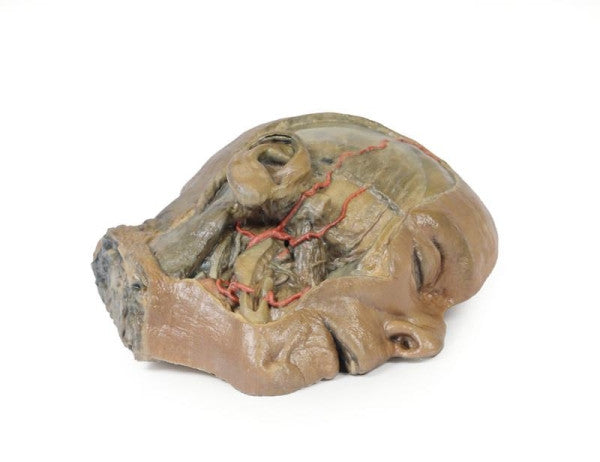 Sagittal Section of Head 3D Printed Anatomy Model
