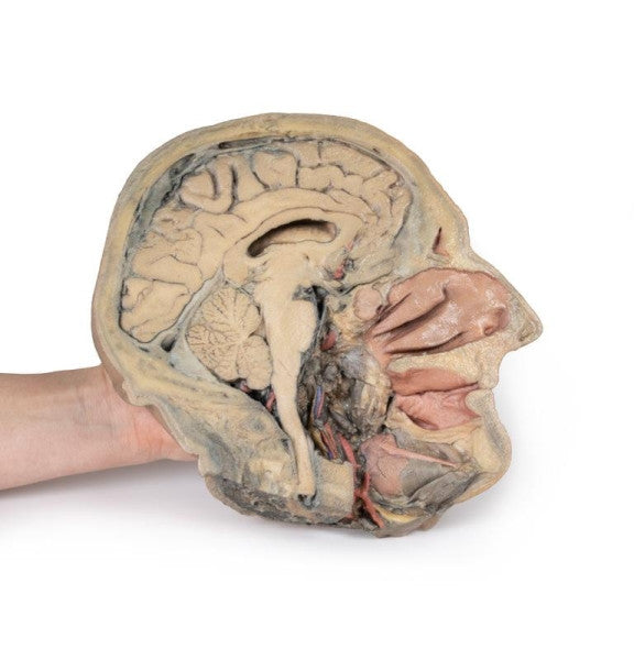 Sagittal Section of Head 3D Printed Anatomy Model