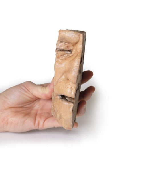 Sinus 3D Printed Anatomy Model