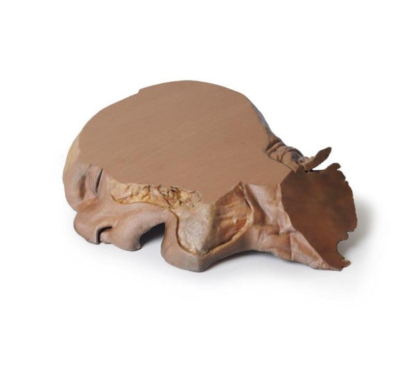 Head and Neck 3D Printed Anatomy Model