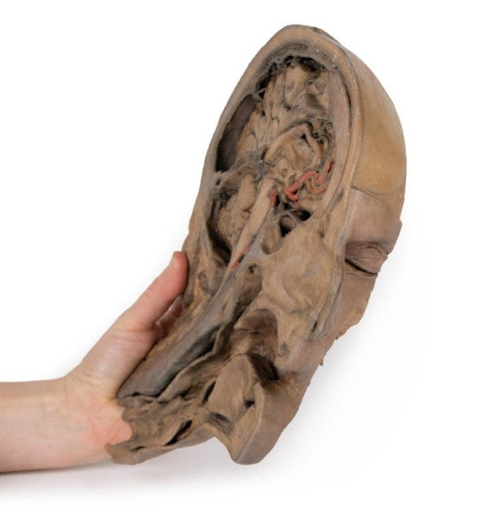 Head and Neck 3D Printed Anatomy Model