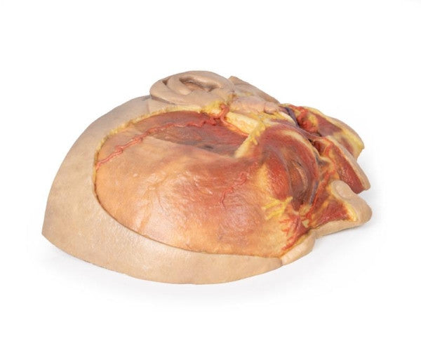 Face 3D Printed Anatomy Model