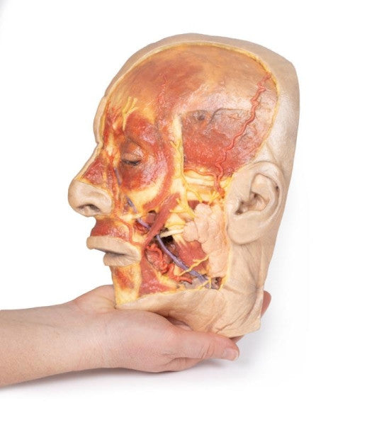 Face 3D Printed Anatomy Model