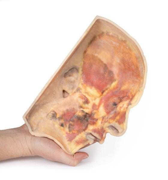 Face 3D Printed Anatomy Model