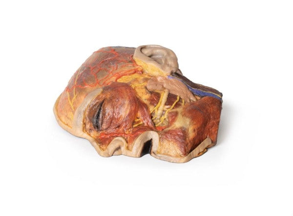 Face 3D Printed Anatomy Model