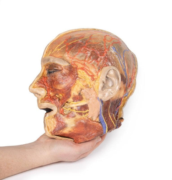 Face 3D Printed Anatomy Model