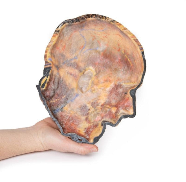 Face 3D Printed Anatomy Model