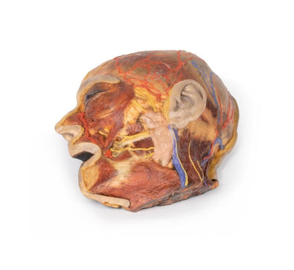 Face 3D Printed Anatomy Model
