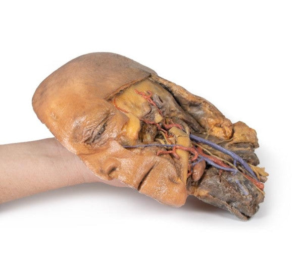 Sagittal Section of Head 3D Printed Anatomy Model