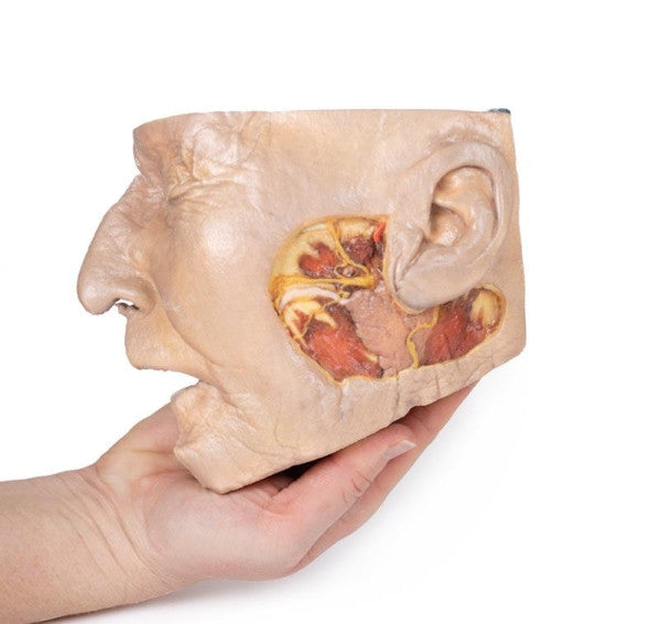Face 3D Printed Anatomy Model