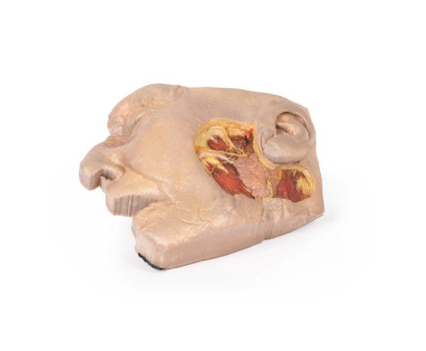 Face 3D Printed Anatomy Model