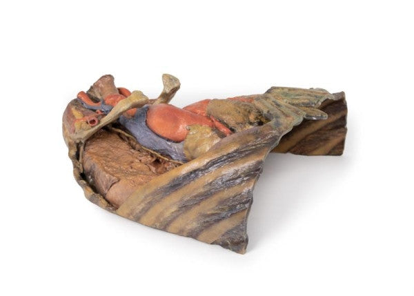 Thorax Anatomy 3D Printed Anatomy Model
