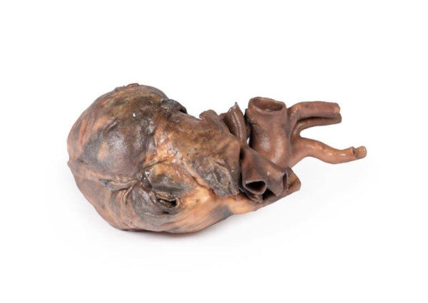 Posterior aspect of the heart 3D printed anatomy model