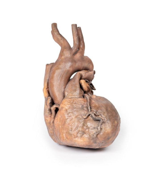 Heart 3D Printed Anatomy Model