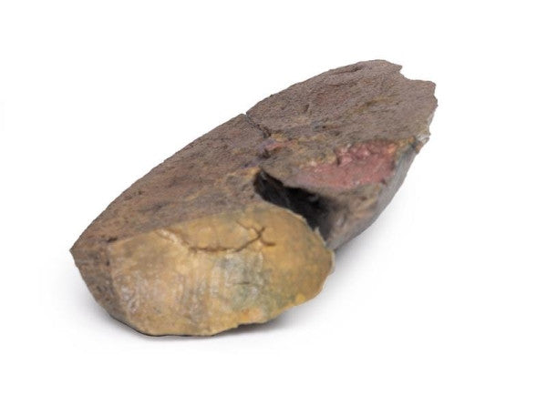 Lung 3D Printed Anatomy Model