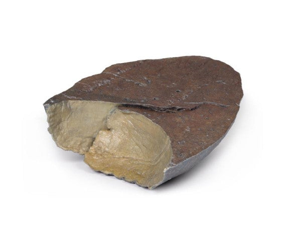 Lung 3D Printed Anatomy Model