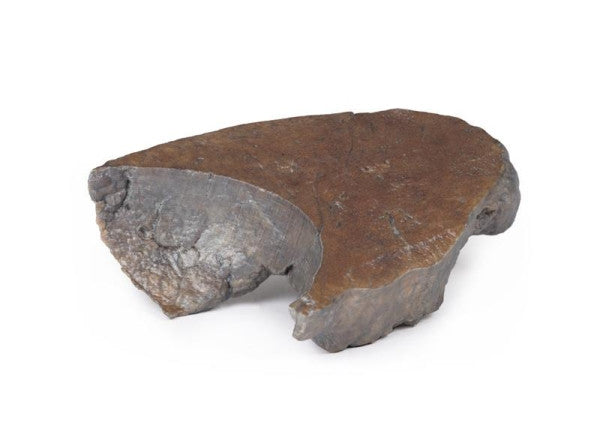 Lung 3D Printed Anatomy Model