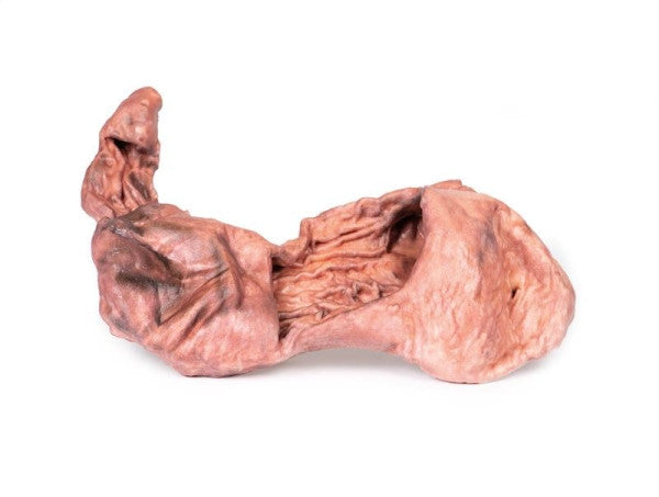 Stomach 3D Printed Anatomy Model