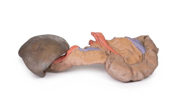 Spleen 3D Printed Anatomy Model
