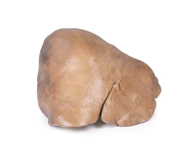 Liver 3D Printed Anatomy Model