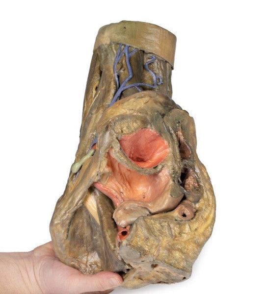 Female Pelvis 3D Printed Anatomy Model