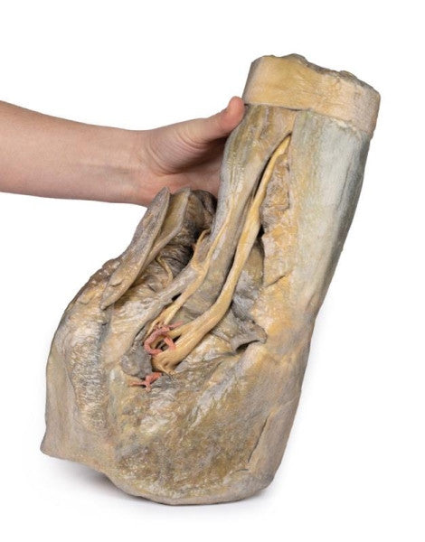 Female Pelvis 3D Printed Anatomy Model