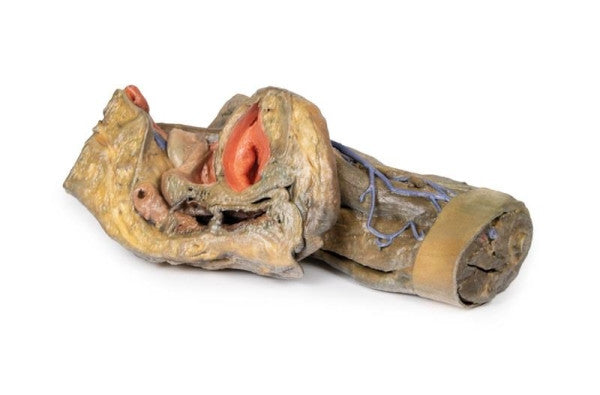 Female Pelvis 3D Printed Anatomy Model