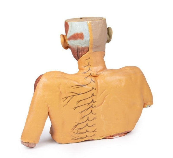 Head and Neck 3D Printed Anatomy Model
