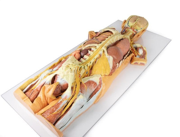 Nervous System Dissection (Posterior View) 3D Printed Anatomy Model
