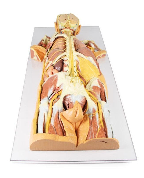 Nervous System Dissection (Posterior View) 3D Printed Anatomy Model