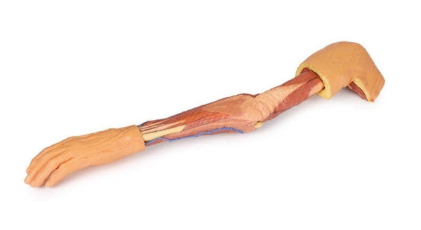 Upper Limb 3D Printed Anatomy Model