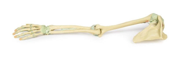 Upper Limb 3D Printed Anatomy Model