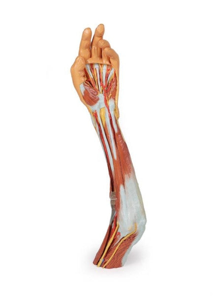 Upper Limb 3D Printed Anatomy Model