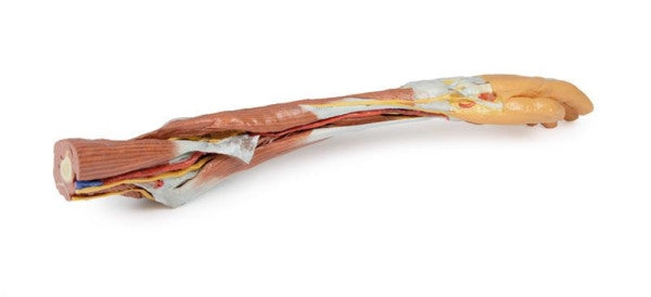 Upper Limb 3D Printed Anatomy Model