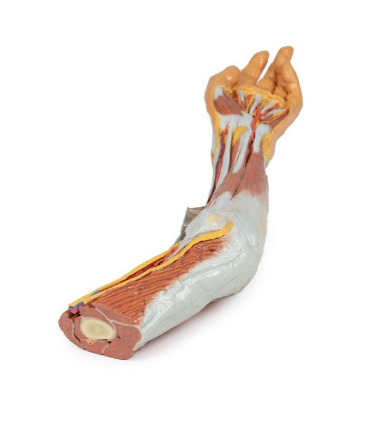 Upper Limb 3D Printed Anatomy Model