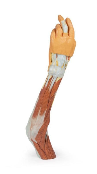 Upper Limb 3D Printed Anatomy Model