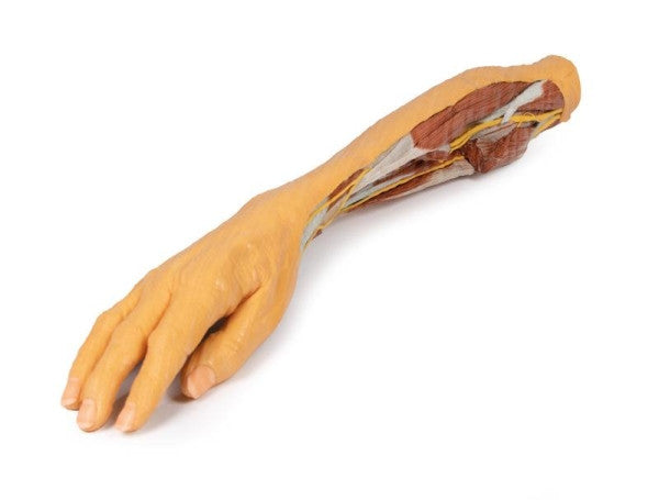 Forearm and Hand 3D Printed Anatomy Model