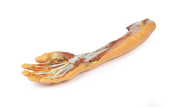 Forearm and Hand 3D Printed Anatomy Model