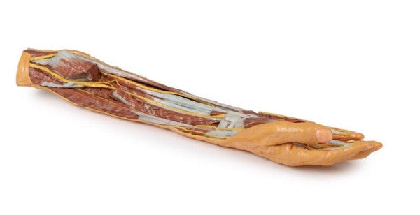 Forearm and Hand 3D Printed Anatomy Model