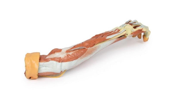 Upper Limb 3D Printed Anatomy Model