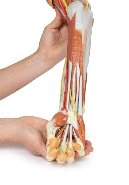 Upper Limb 3D Printed Anatomy Model