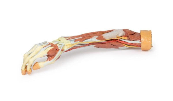 Upper Limb 3D Printed Anatomy Model