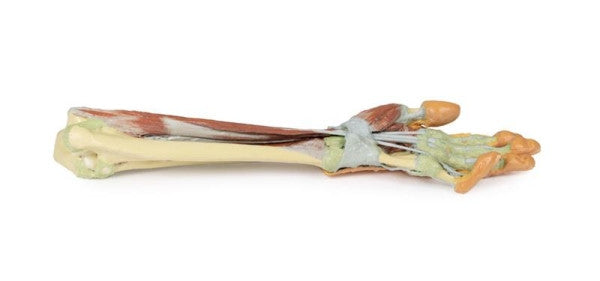 Forearm and Hand 3D Printed Anatomy Model