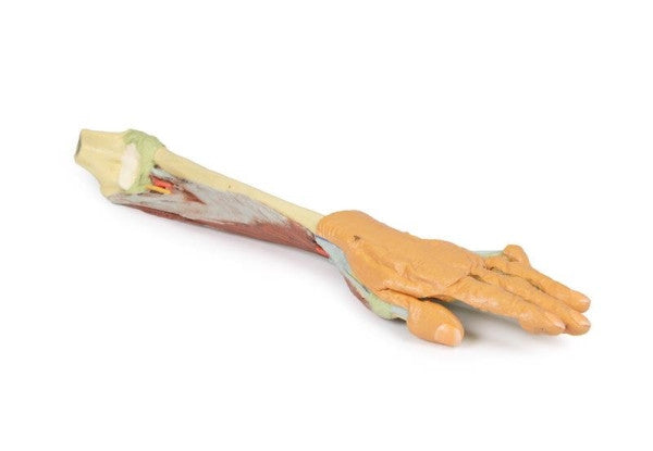 Forearm and Hand 3D Printed Anatomy Model