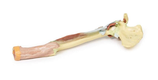 Upper Limb 3D Printed Anatomy Model