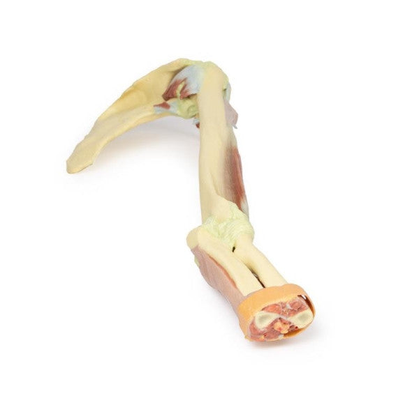 Upper Limb 3D Printed Anatomy Model